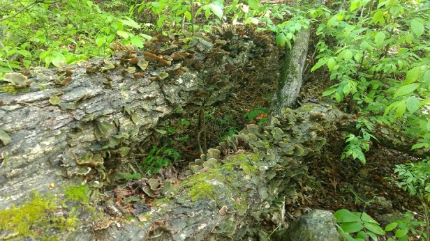 IMG_20170412_095926088